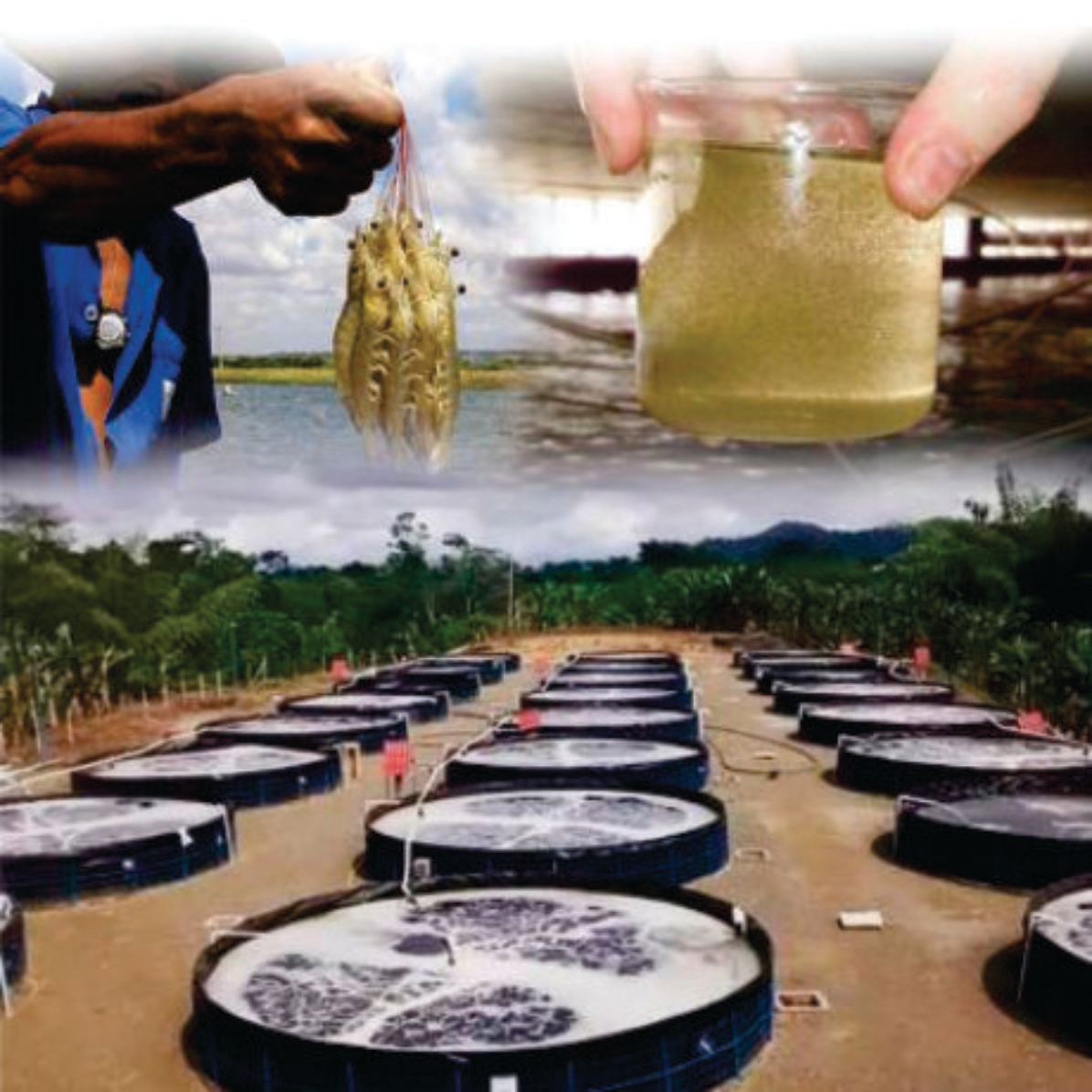 DIFUSOR TIPO ESTRELA (15 un) PARA AERAÇÃO E OXIGENAÇÃO (cópia ...