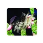 Consultoria Online (Produção de camarão marinho ou agua doce)