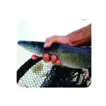 Consultoria Online (Produção de peixes)