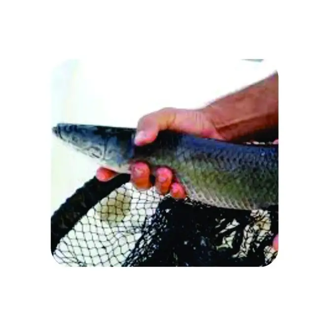 Consultoria Online (Produção de peixes)