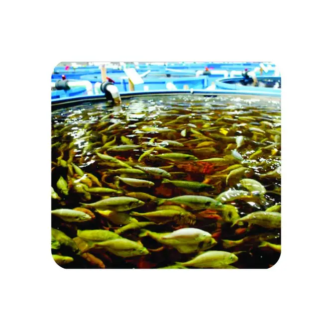 Consultoria Online (Produção de peixes)