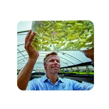 Consultoria Online (Produção de peixes)