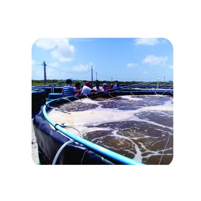 Consultoria Online (Produção de camarão marinho ou agua doce)