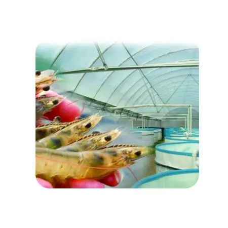 Aprenda a criar camarão marinho longe do mar! Curso online completo , projeto exclusivo e suporte de especialistas. Inicie seu negócio lucrativo agora!