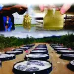 DIFUSOR TIPO ESTRELA (20 un) PARA AERAÇÃO E OXIGENAÇÃO