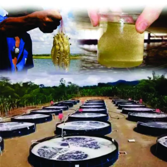 DIFUSOR TIPO ESTRELA (20 un) PARA AERAÇÃO E OXIGENAÇÃO