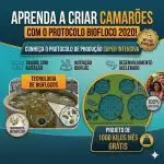 Curso Completo de Criação de Camarão Marinho