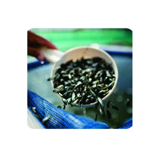 Curso Prático de Criação de Peixes em Pequenos Espaços – Transforme Qualquer Espaço em uma Fonte de Renda!