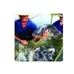 Curso Prático de Criação de Peixes em Pequenos Espaços – Transforme Qualquer Espaço em uma Fonte de Renda!